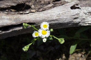 “There are always flowers for those who want to see them.” Henri Matisse