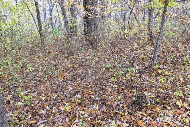 Lost in the forest...