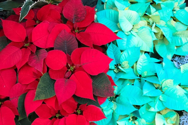 Happy Poinsettia Day!
