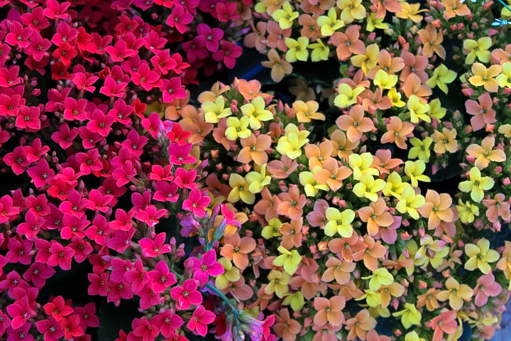 Eternal Seductiveness