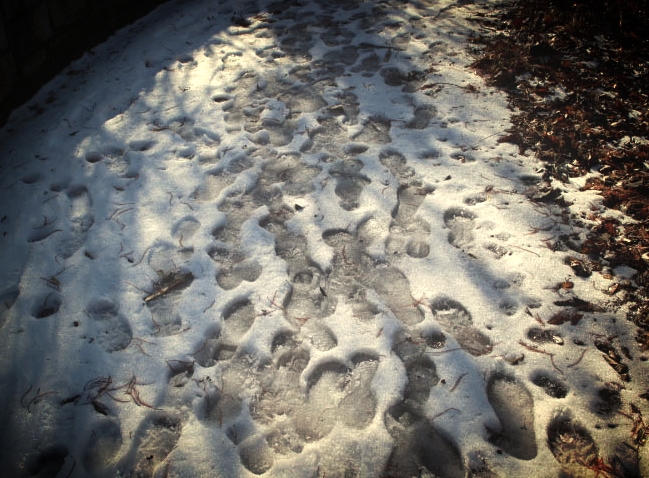 Footprints ~
