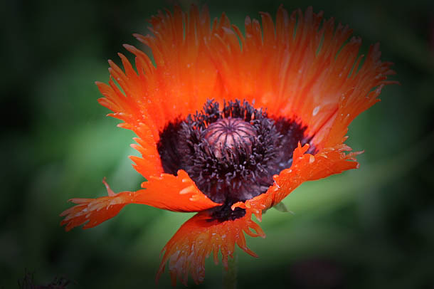 20140531-IMG_0123-Edit-Edit