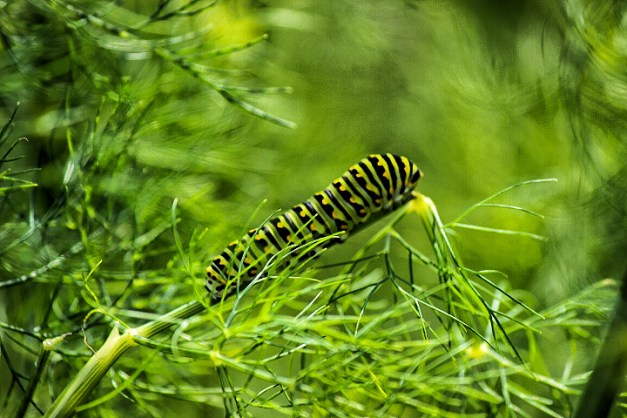 20140614-IMG_0925-Edit-Edit