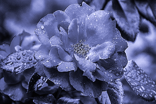 Blue Rose