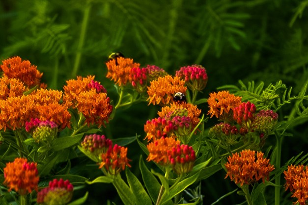 Bumble in the jungle