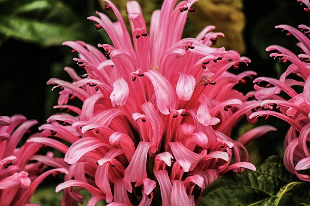 20140629-IMG_0032-Edit-Edit-Edit