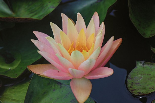 20140629-IMG_0382-Edit-Edit-Edit