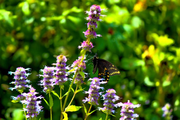 20140706-IMG_0095-Edit-2-Edit-2