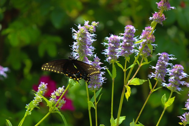 20140706-IMG_0098-Edit-2-Edit