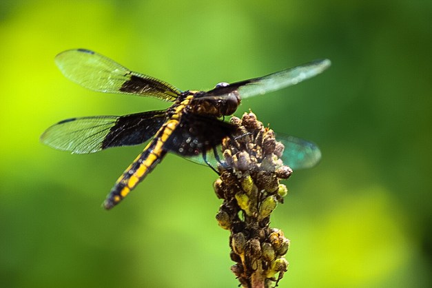 20140706-IMG_0142-Edit-Edit