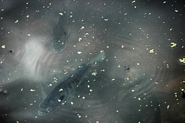 20140713-IMG_0781-Edit-2-Edit-2