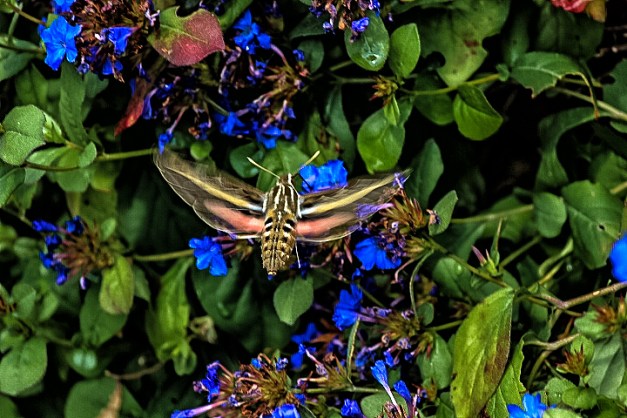 20140801-IMG_0449-Edit-Edit