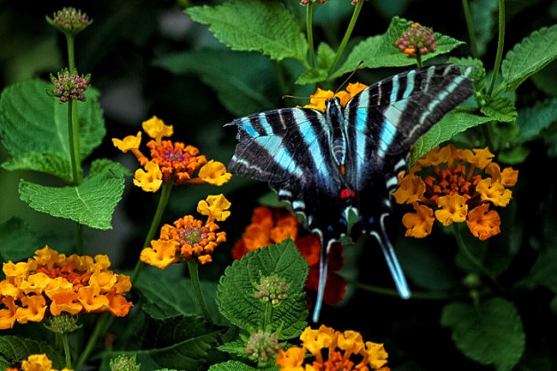 20140801-IMG_1160-Edit-Edit