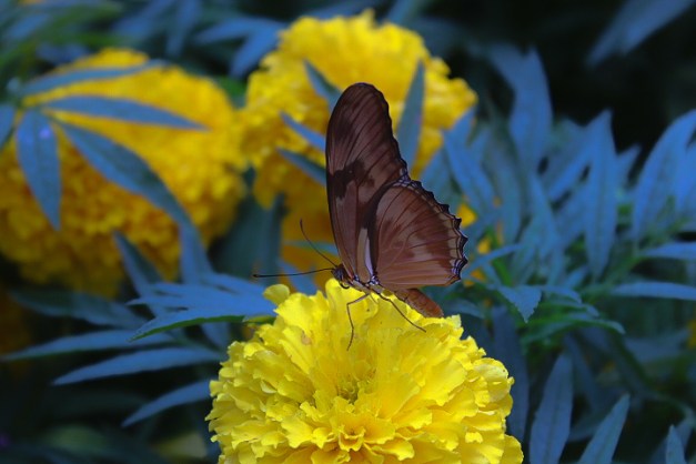 20140810-IMG_0033-Edit-Edit