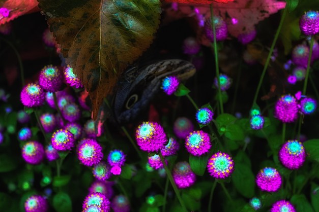 20140810-IMG_0049-Edit-Edit-Edit