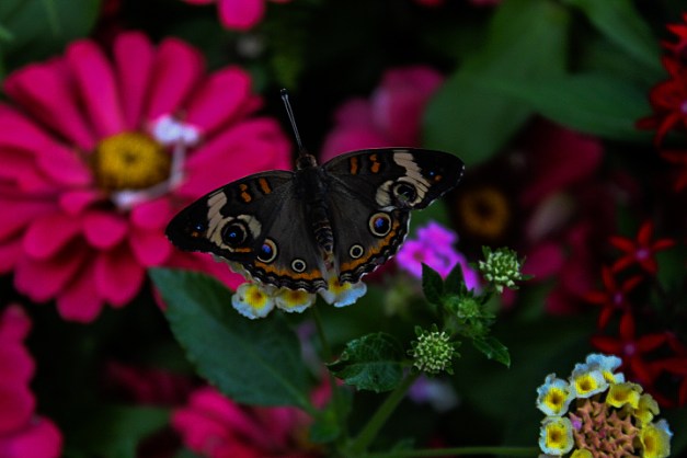 20140810-IMG_0054-Edit-Edit