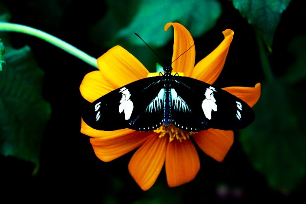 20140810-IMG_0113-Edit-Edit