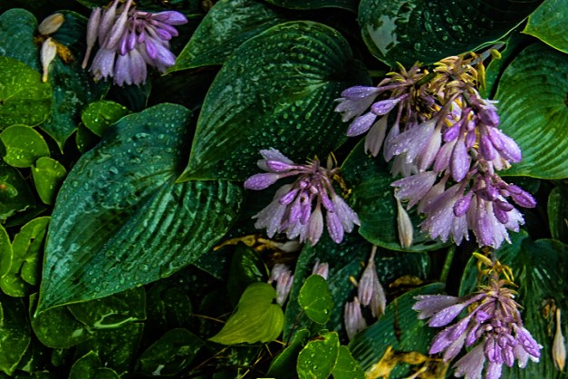 20140810-IMG_0135-Edit-Edit