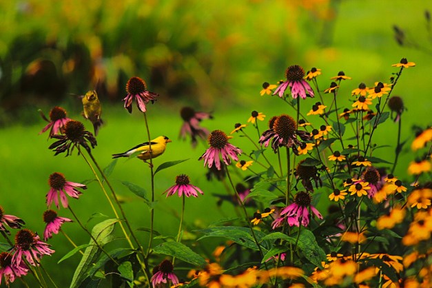 20140817-IMG_0630-Edit-Edit-Edit