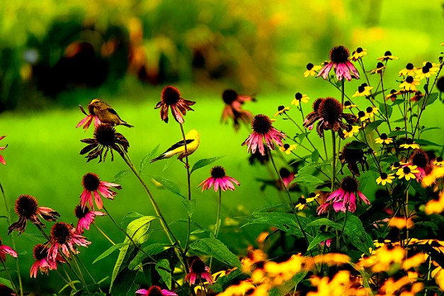 20140817-IMG_0632-Edit-Edit-Edit-2