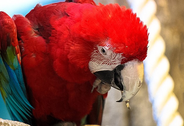 macaw