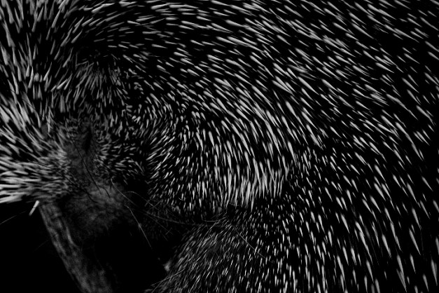 Porcupine