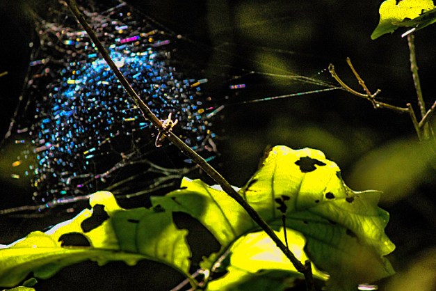 IMG_0412-Edit-Edit-Edit-Edit