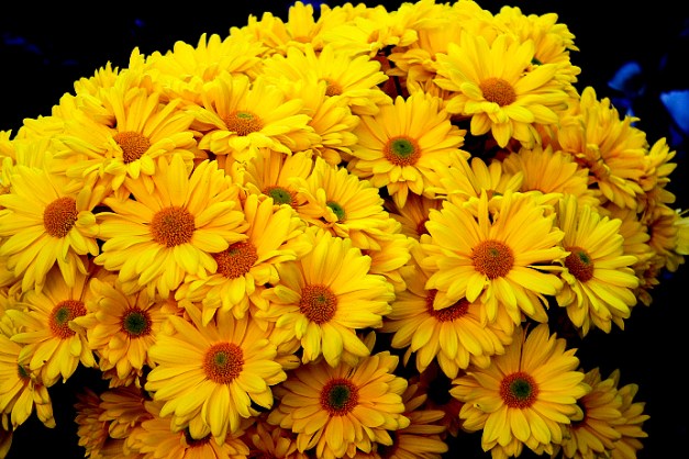 20141110-IMG_0303-Edit-Edit-Edit