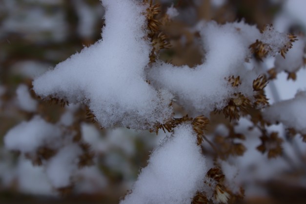 20141218-IMG_0143-Edit