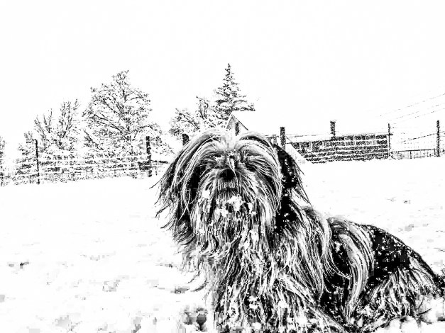 Mooky in Snow