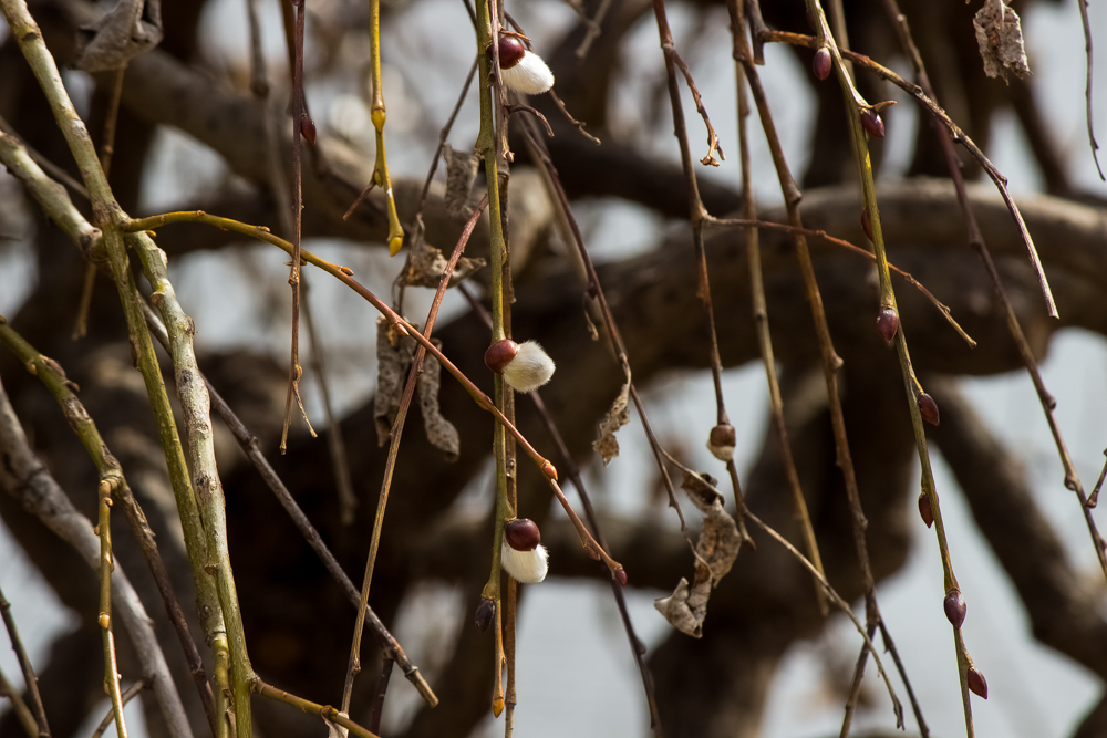 20150314-IMG_0253-Edit