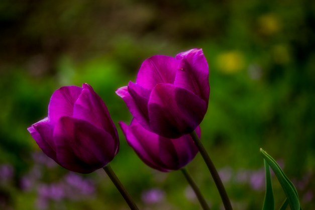 20150417-IMG_0156-Edit-Edit