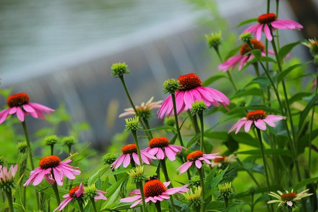 20140629-IMG_0319-Edit-Edit