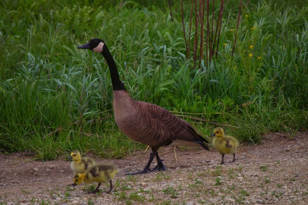 20150503-IMG_0489-Edit