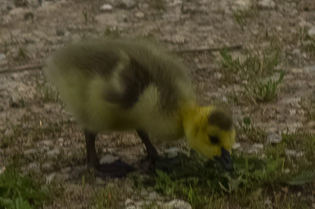 20150503-IMG_0496-Edit