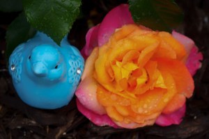 20150524-IMG_0172-Edit-Edit