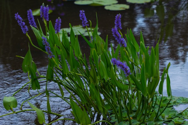 20150628-IMG_0079-Edit