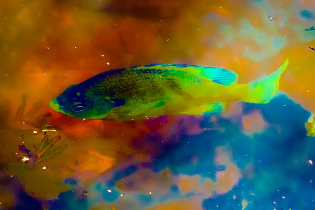 20150726-IMG_0204-Edit-Edit-Edit-Edit