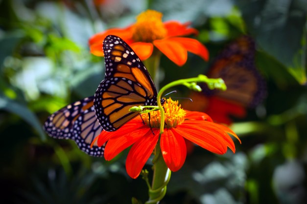 20150809-IMG_0130-Edit-Edit-Edit-Edit