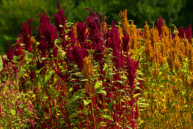 20150809-IMG_0286-Edit