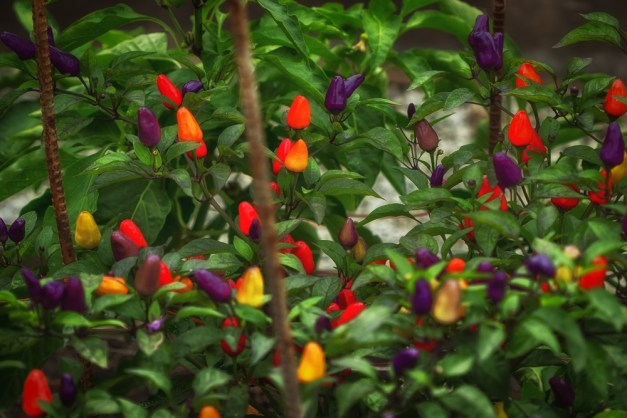 20150830-IMG_0108-Edit