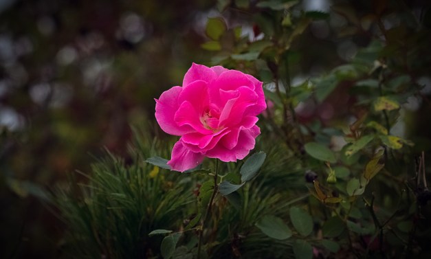 20151004-IMG_0335-Edit