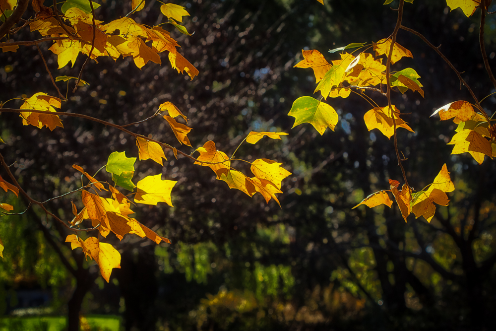 20151025-IMG_0310-Edit