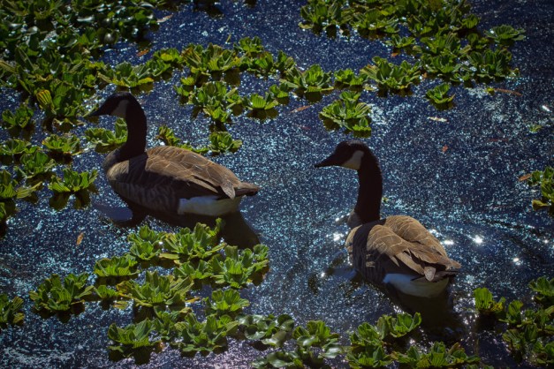 20151101-IMG_0054-Edit-Edit