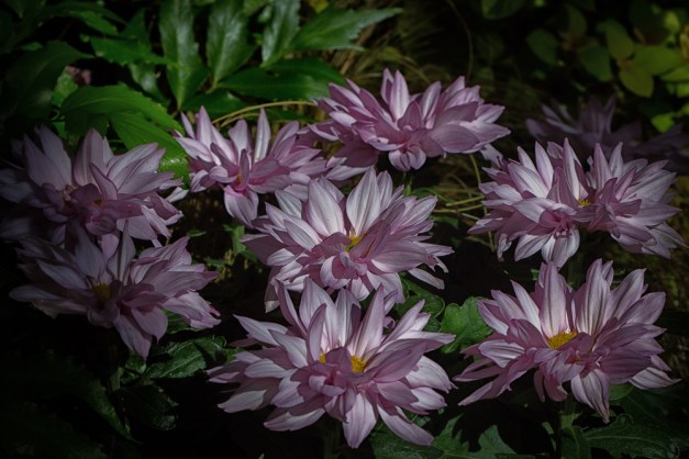 20151101-IMG_0221-Edit-Edit