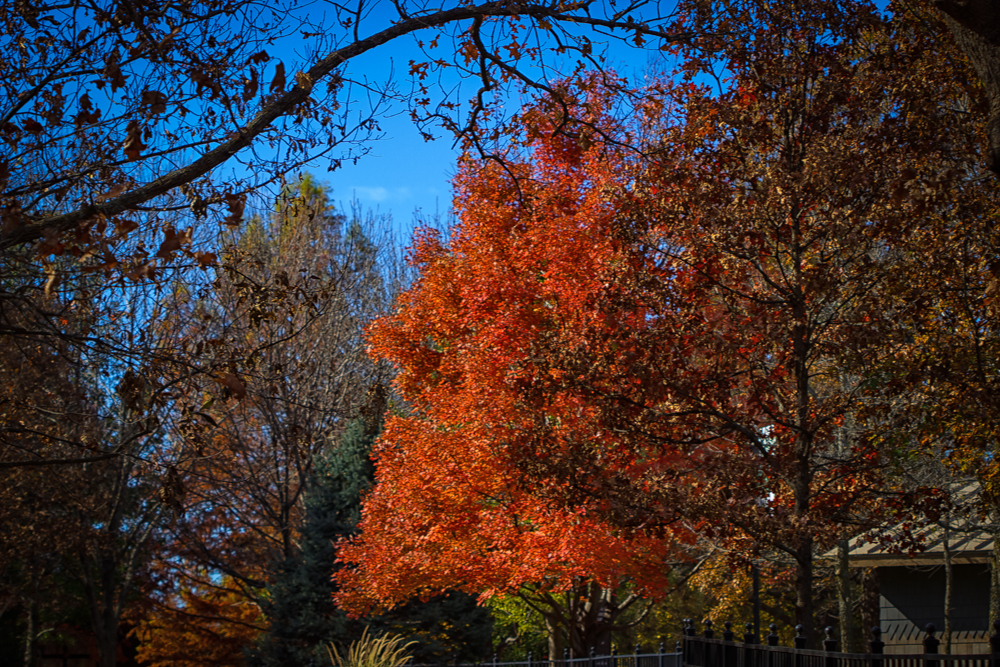 20151106-IMG_0524-Edit-Edit