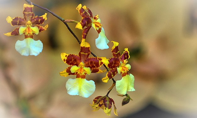 20151122-IMG_0047-Edit-Edit-Edit