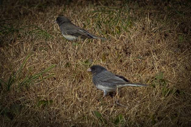 20151115-IMG_0128-Edit-Edit