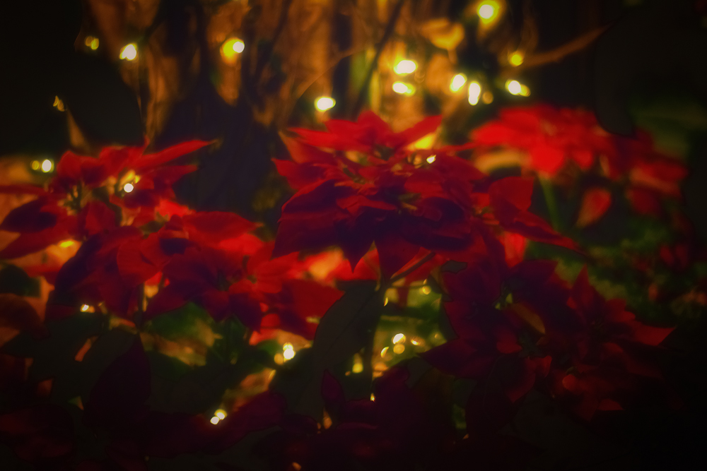 20151212-IMG_0324-Edit-Edit