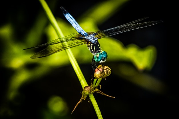 20150809-IMG_0446-Edit